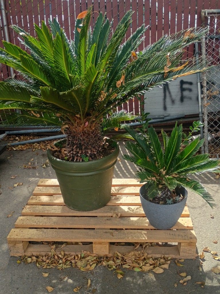 Palms
