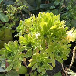 Suculenta