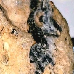 Fossil / Menolite Speciman Delaware River