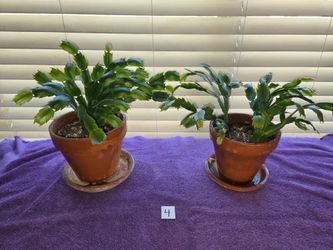 Christmas Cactus