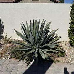 Giant Agave