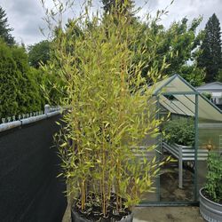 Bamboo 