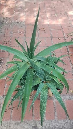 Aloe vera plants