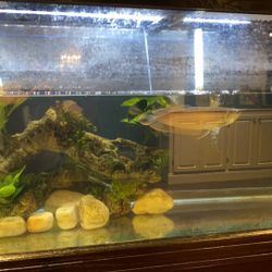 10” Strawberry Arowana 