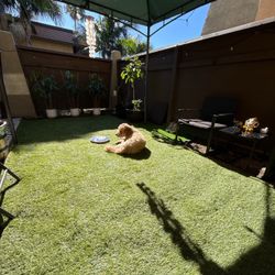 Artificial Grass 