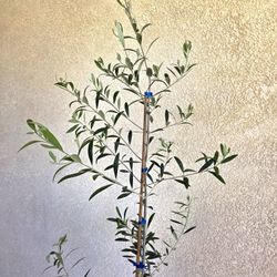 🫒🌳Fruitless Olive Tree 🫒🌿