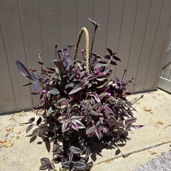 Plant With Pot $30
