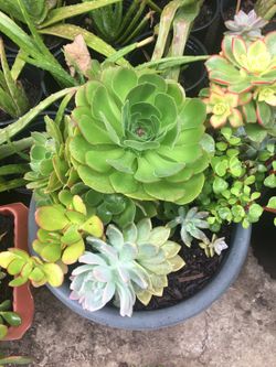 Assorted plants