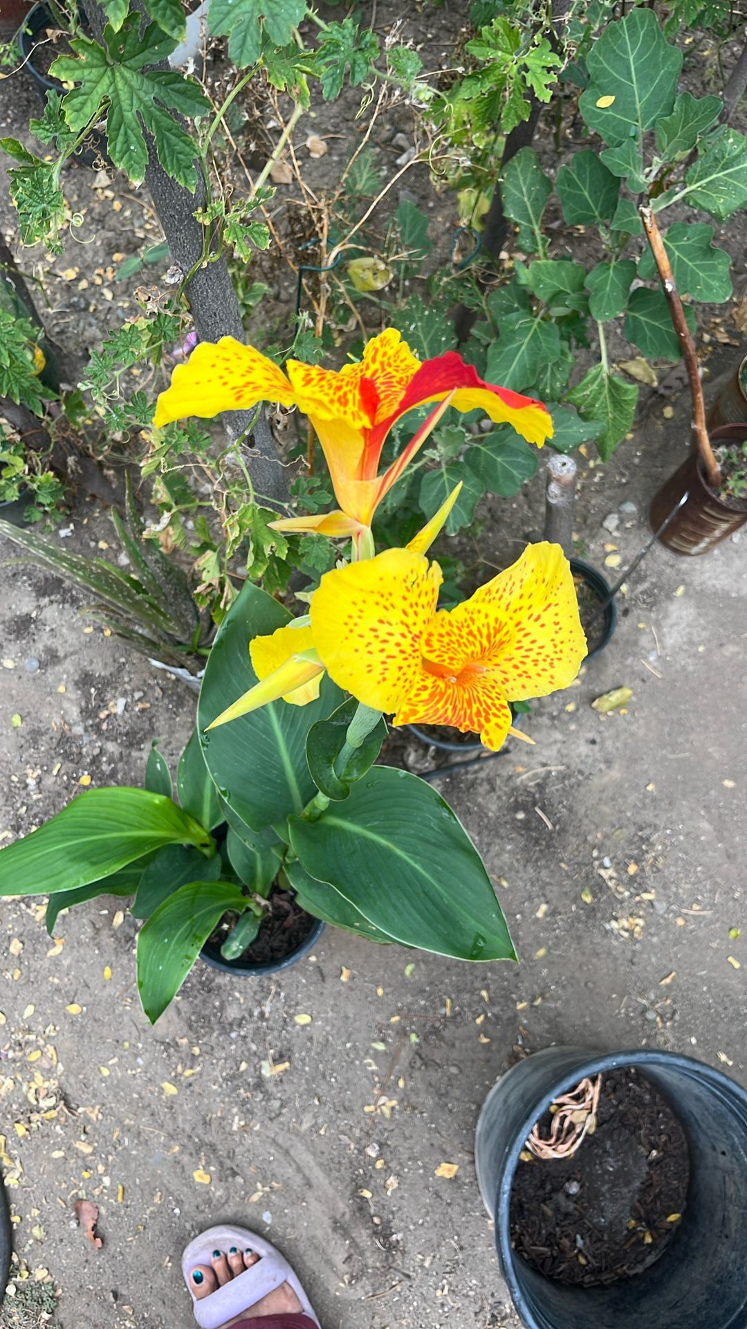 Cannas