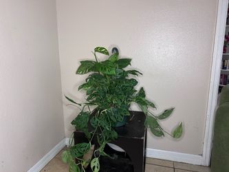 Swiss cheese (Andansonii monstera) hanging basket (8”)