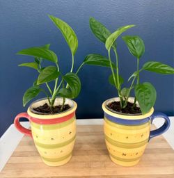Pair of Monstera Adansonii Plants in Ceramic Mugs