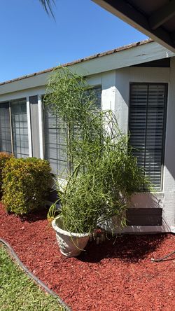 Fire stick plant.
