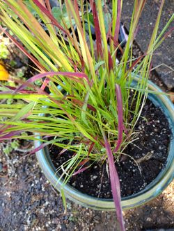 Combination ornament grass wt  Pot 