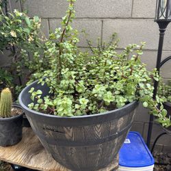 Healthy And beautiful Elephant Succulent Bush Live Plant!