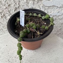 3 Inch Pot Hanging Succulent Plant - String of Pearls - Curio Rowleyanus - Rooted & Established - Drought Resistant🪴