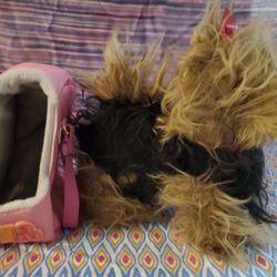 Dog And Carrier Bag