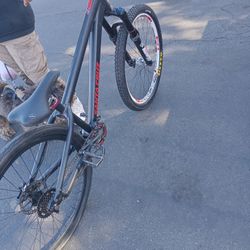 ***SANTA CRUZ JACKAL**