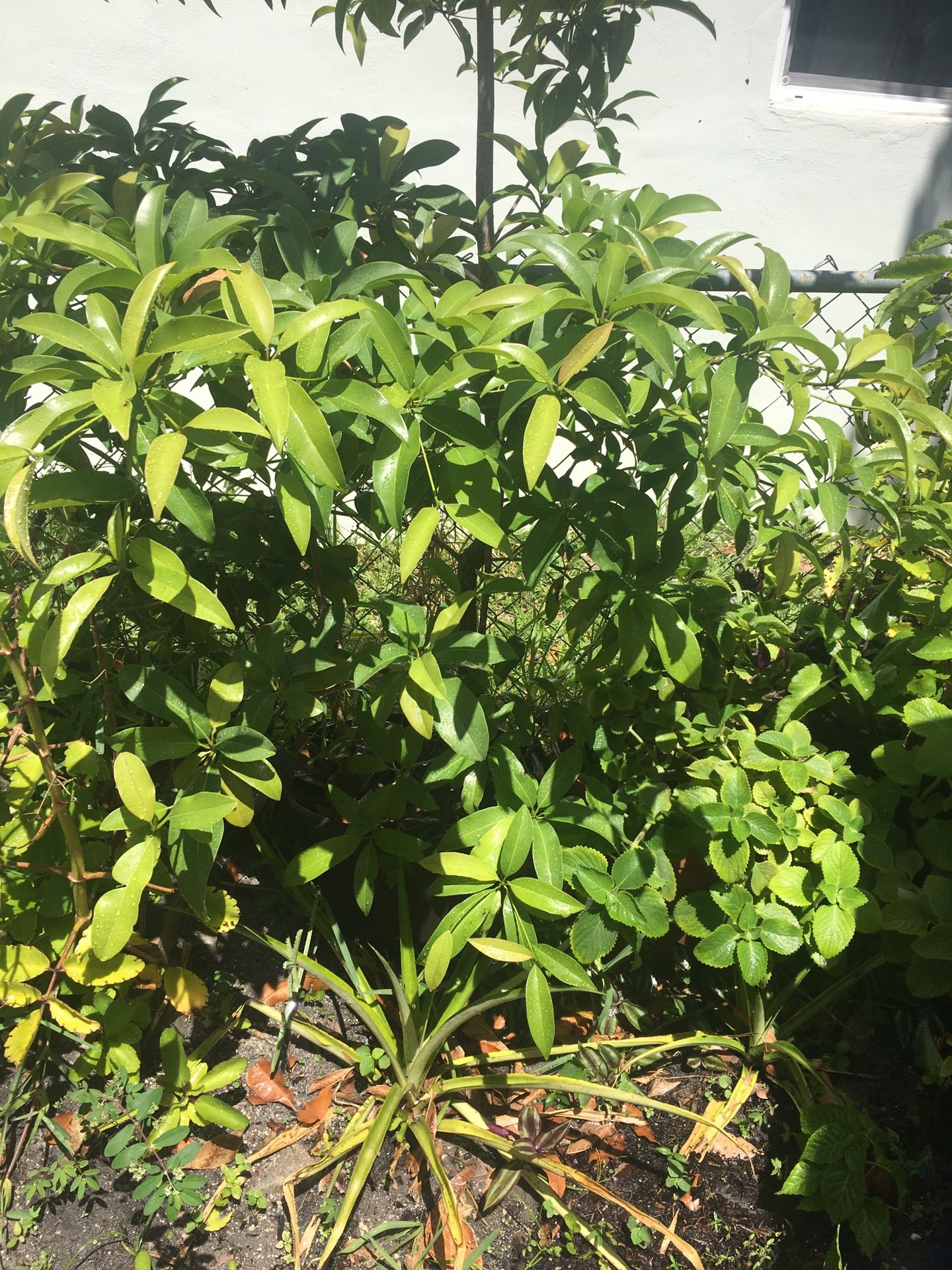 Nesberry Tree