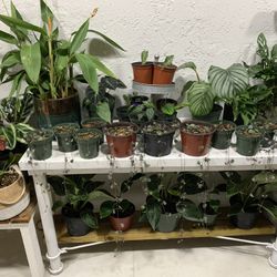 Exotic Plants/ string of hearts plant/succulents/calatheas/monsterra /syngonium/philodendron/live Plants