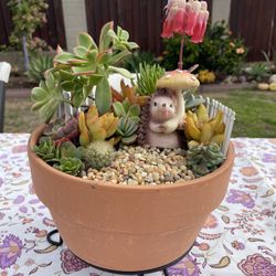 Succulent Arrangement