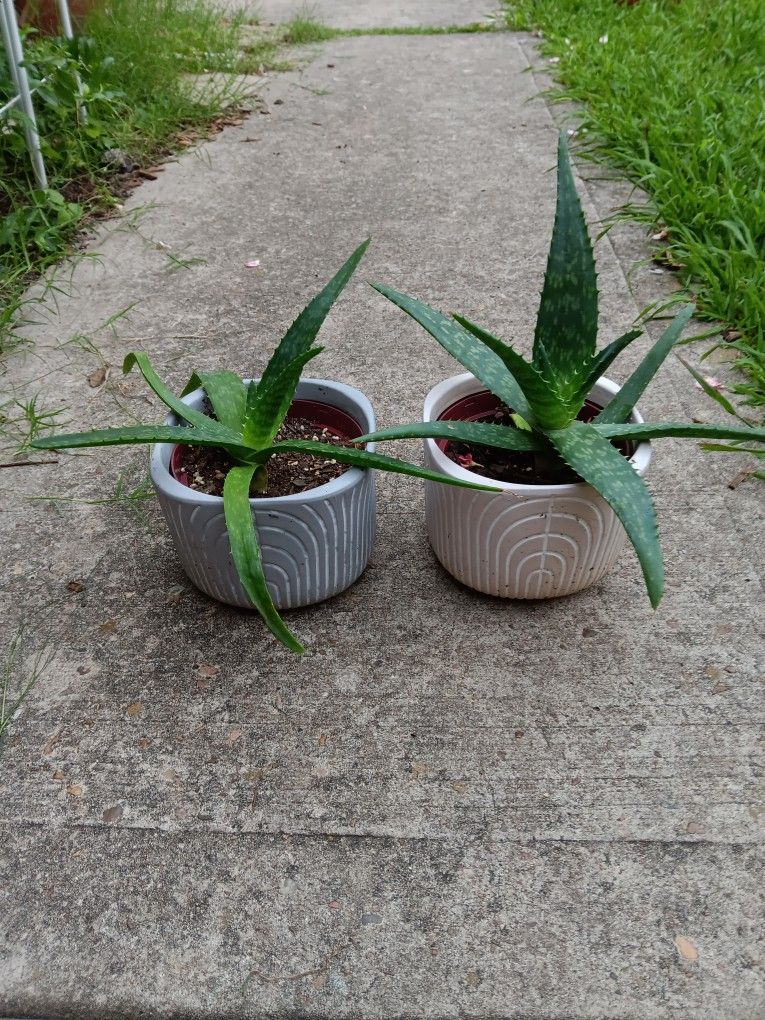 2 Aloe Vera Plant 