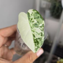 ALOCASIA FRYDEK VARIEGATED 