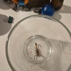 Scorpion 4 Sale. Rare Breed.  