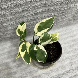Indoor Variegated Indoor Live Plant 4”