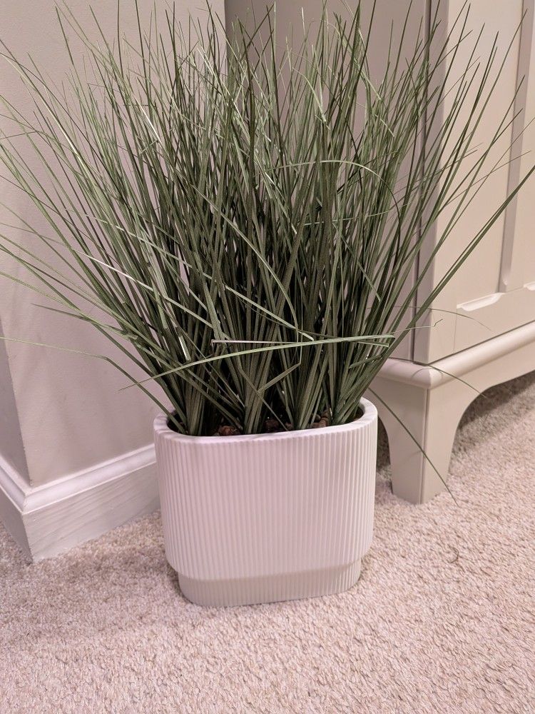 Plant For Office/Home Decoration
