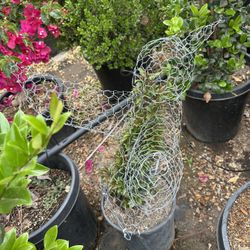 Hummingbird Topiary Bonsai 