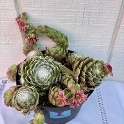 Succulent Spider Web 