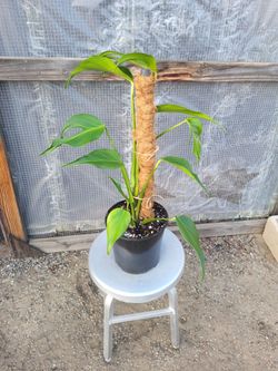 Monstera burle Marxe flame Plant 10" Nursery Pot