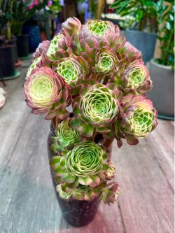 Rare Hybrid Aeonium Hai Wang in a vase