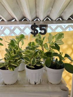 Peperomia