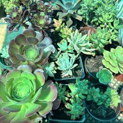 Plants for Sale! 