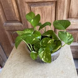 Teléfono , Ivy, Julieta  o Photos  Planta Natural