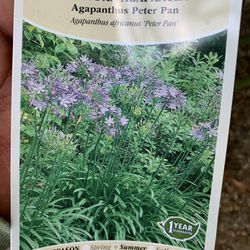 Peter Pan Agapanthus Plant 