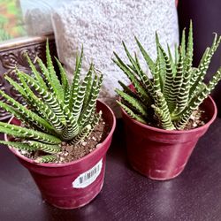 ♥️GORGEOUS Haworthia Succulents 4” white pot $5 EACH