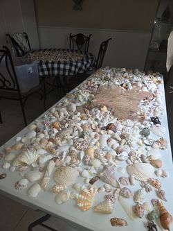 GIGANTIC Lot of Sea shells! High quality shells collection. NO broken shells. Huge Sea fan Coral!