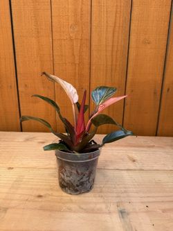 Philodendron Pink Birkin 4” pot (#2)