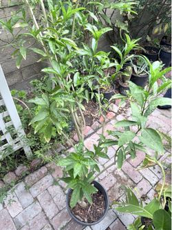 Night-blooming Jasmine (Huele de Noche) plant