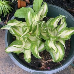 Beautiful Large Pot Hosts.