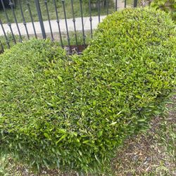 Jardinero