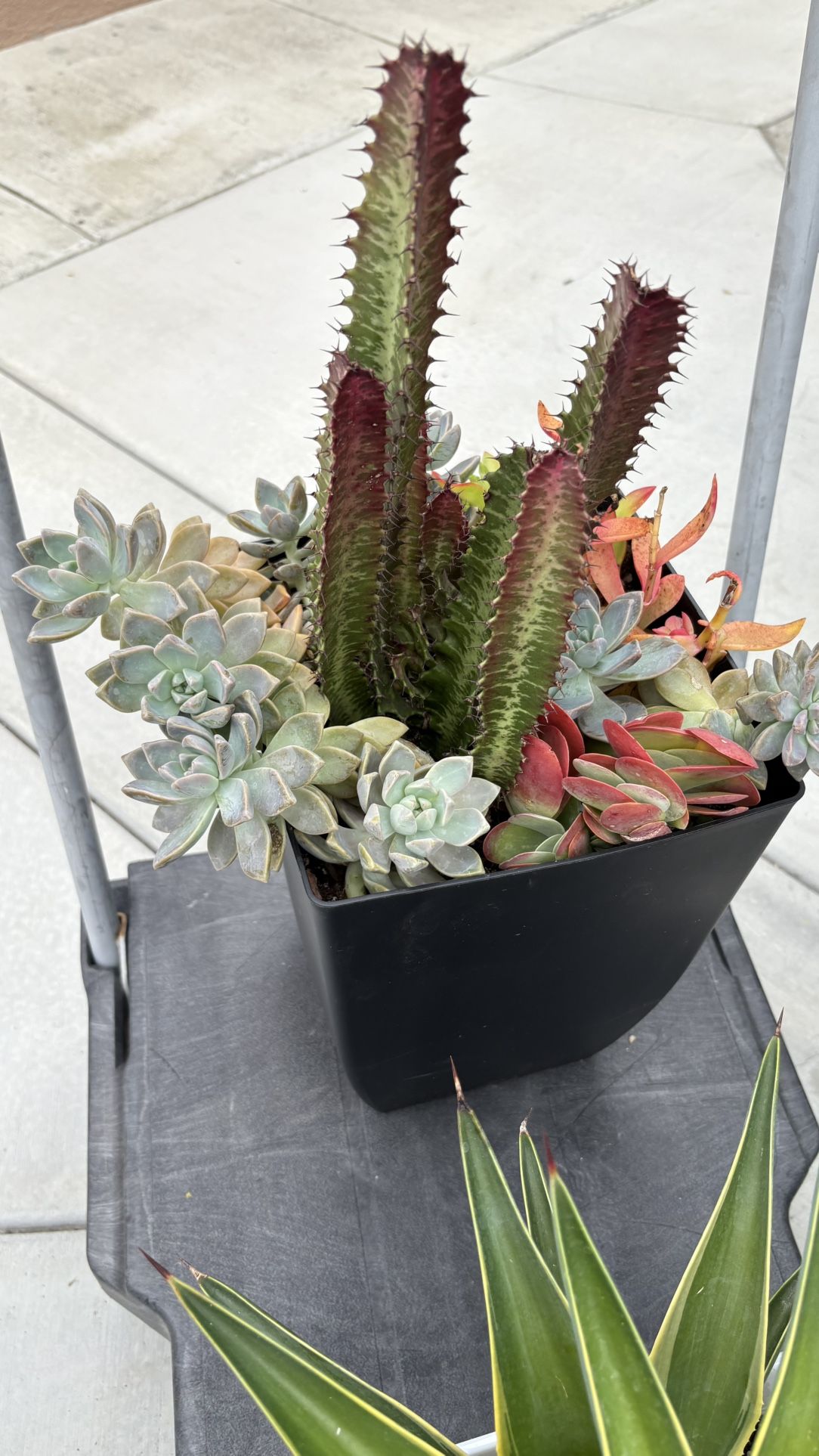 Succulent