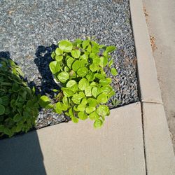Plants 4 Sale