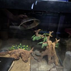 80 Gallon Tank