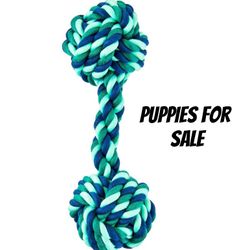 Puppy 
