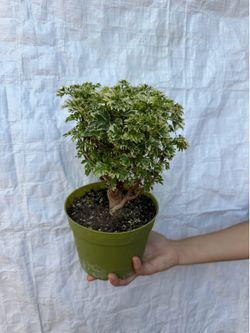 6” bonsai aralia