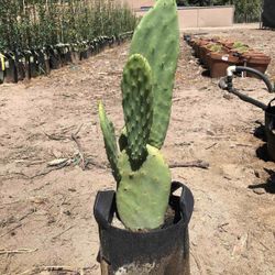 Prickly Pear Cactus