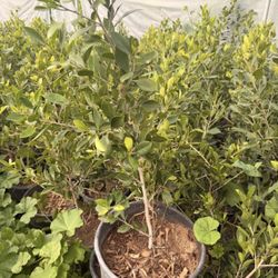 3FT Ficus Laurels in 5 Gallon